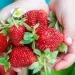 kebun strawberry di Indonesia berpotensi menjadi salah satu andalan dalam perekonomian nasional.